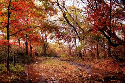 ���˴����{�ٵ� �p���՗���ʢ�� 