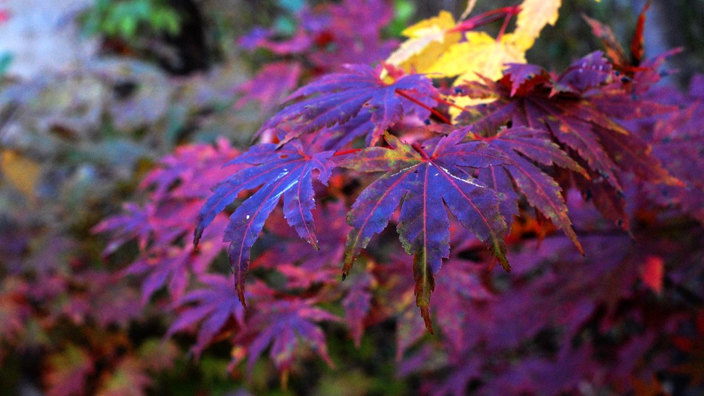 ���˴����{�ٵ� �p���՗���ʢ�� 