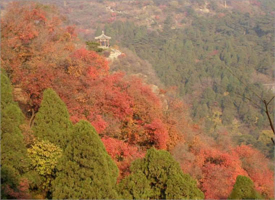 �ž����ȥ�Ǹ� ����(n��i)��ɽ��ȥ̎