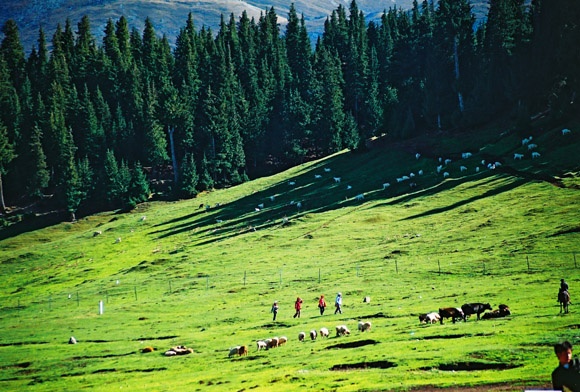 �Ї�����ʮ��ɭ��