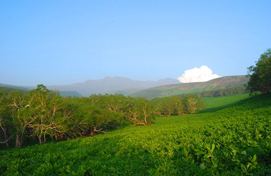 �Ї�����ʮ��ɭ��