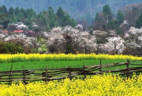 �Ї�(gu��)����ʮ��ɭ��