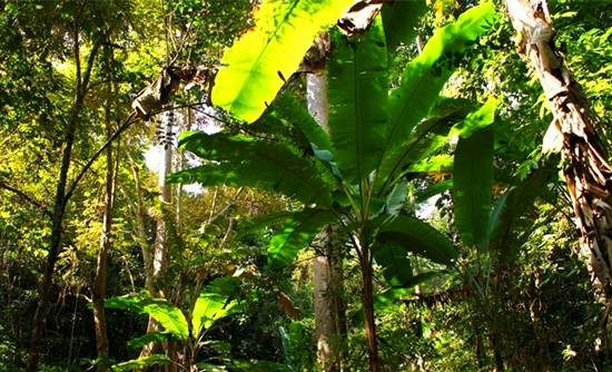 �Ї�����ʮ��ɭ��