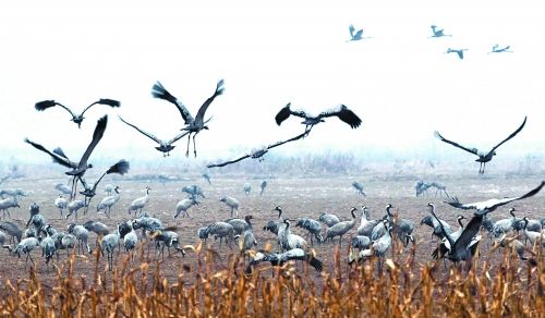 ����Ͻ��S�ӝ�أ�31ֻ���X�����с��^��