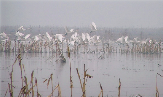 �e�e�����@��(g��)�����҂��淭����