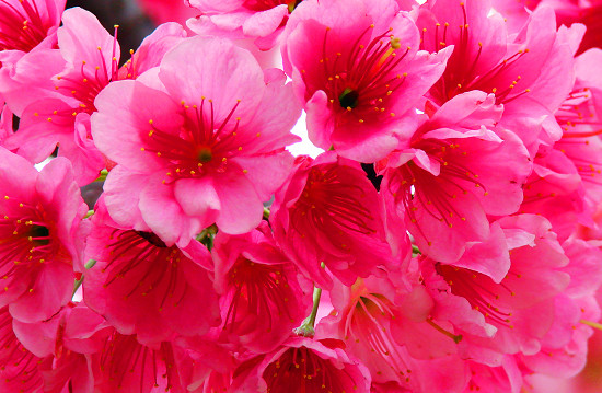 �������� ��������