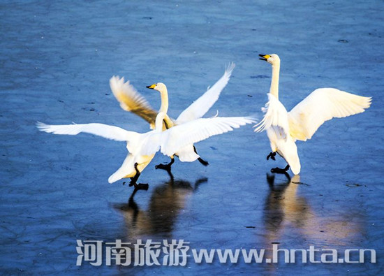 ���T(m��n)�{ ��ɽ��ѩ��(ch��ng) ���Z��