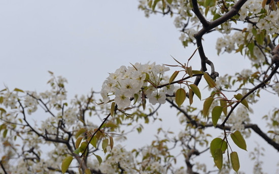 �����p�滨 ����֮�l(xi��ng)�gӭ����