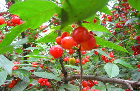 ���ݶ��߅^(q��)�����������p��