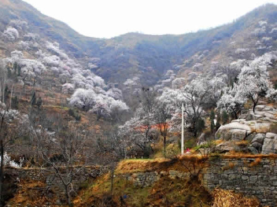 �����p�ӻ�����ɫ�M�@�P��ס һ֦�t�ӳ�����