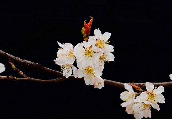 �����p�ӻ�����ɫ�M�@�P(gu��n)��ס һ֦�t�ӳ�����