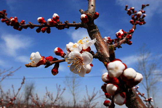 �����p�ӻ�����ɫ�M�@�P(gu��n)��ס һ֦�t�ӳ�����(l��i)