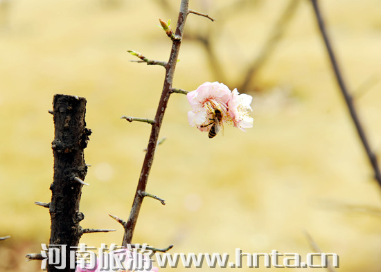 ����̤���ȥ̎ �G���@��ϲӭ�e