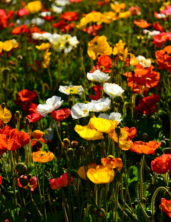 ���ǟo̎���w�� �����Ļ�