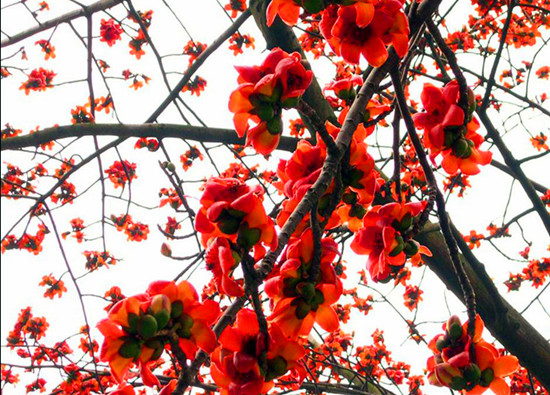 �V��ľ�޻� ���F���� ��������