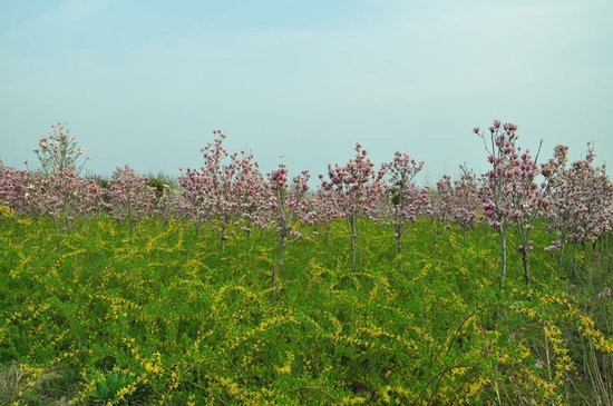 �S������ ۳�껨�@