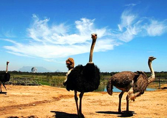 �����Ѓ�(n��i)С�W���������]���c&mdash;&mdash;�r�B�@