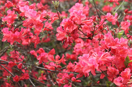 �_������ ���ȶ��N���^�p�����]