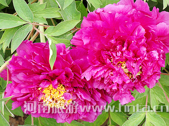 ��һС�L�ٵ�����^�pĵ��