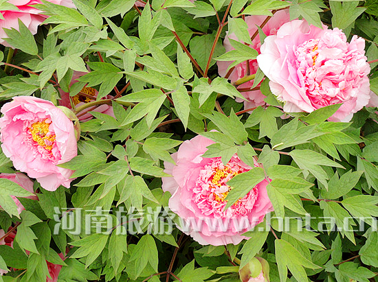 ��һС�L�ٵ�����^�pĵ��