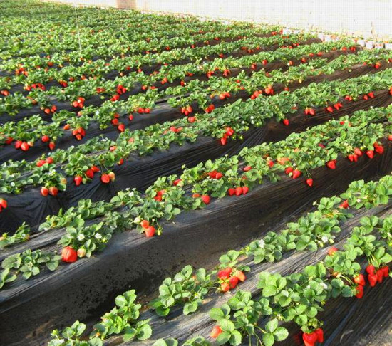 ���M���ܲ�ݮ���� ��һ���ܲ�ݮʢ��