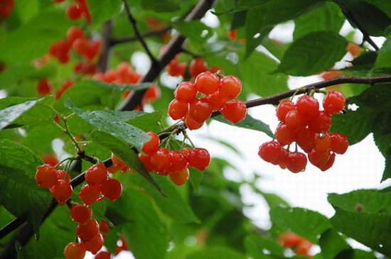 �S��۳�꣺�t���� ����ժ