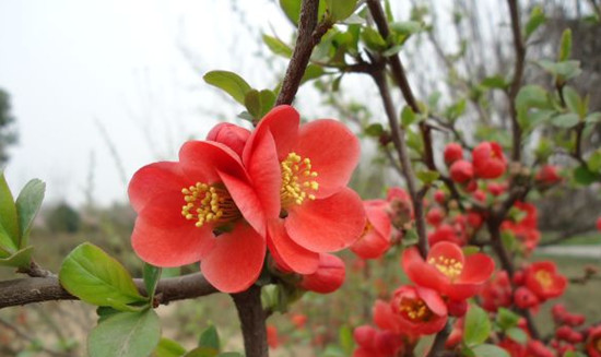 5�@�p��ָ��&mdash;&mdash;����ֲ��@Ҫ�k�һ�չ