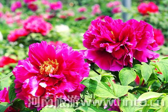 �����Ƴ� ���Rĵ��