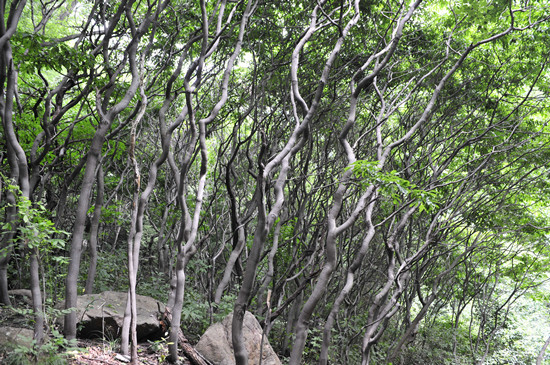 �`������ɽ���ι���