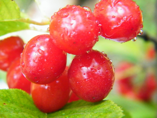 ����ժ���� ���ϲ�ժ�����]