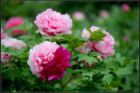 Ů���绨 �S����������p��ȥ