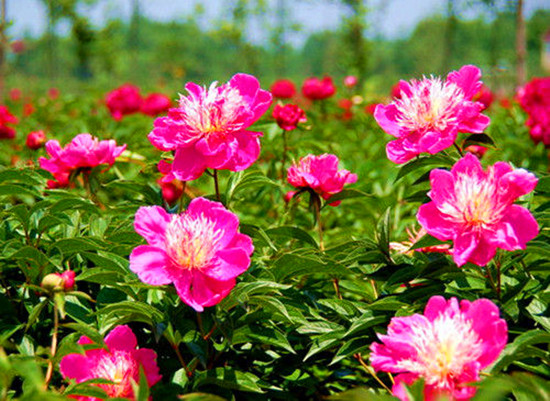 Ů���绨 �S����������p��ȥ