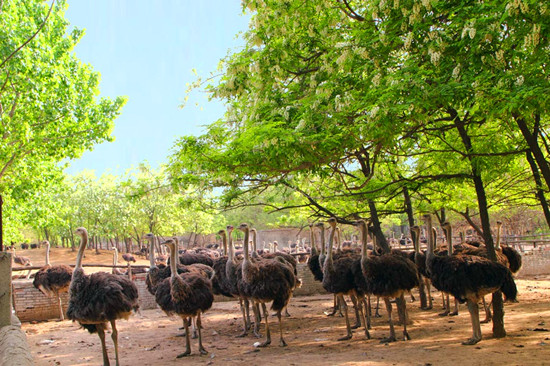 ��ĩ��������ȥ ��������r�B(ni��o)�B(y��ng)ֳ���؄e�e(cu��)�^(gu��)