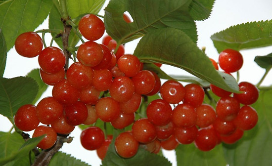 ��������ȥ���� ĸ�H��(ji��)���Ͼ��^(q��)�ж��ػ�