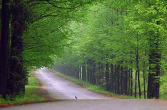 &ldquo;ȫ����̼��&rdquo; �T�о�·�����]