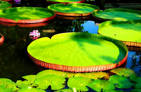 Ҋ�^��ɏ�_������ȥ�������Gɽ���@����