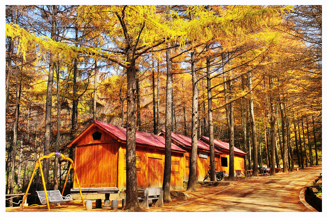 �����(l��i)������ɭ������ �@������з���