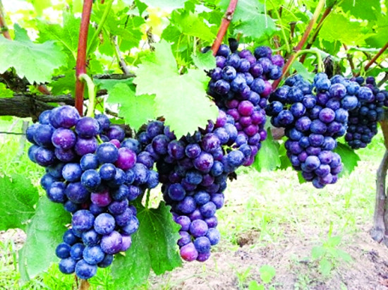 �ݝ�(j��)�����ժ�� ��ժ��������Ѿ�