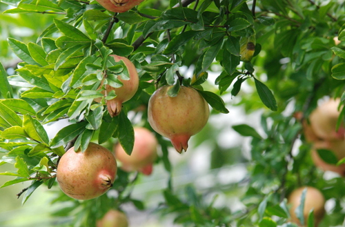 ��ꖺ��ʯ��(ji��)����Ʒ�L��ζʯ�� �w�(y��n)���l(xi��ng)�L(f��ng)��