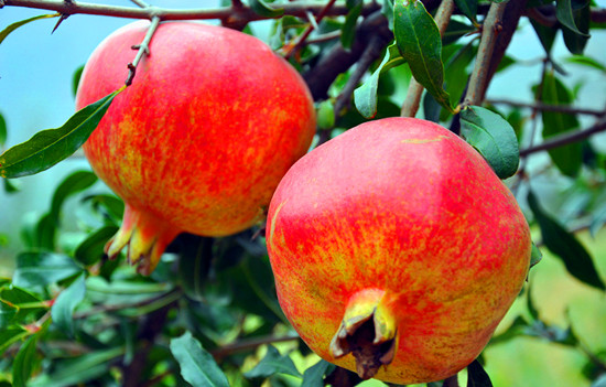 ����Ϲ���ժ�� ��ĩ����������