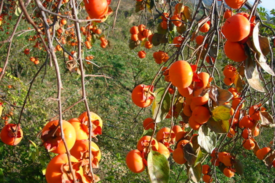 ����Ϲ���ժ�� ��ĩ������(l��i)����