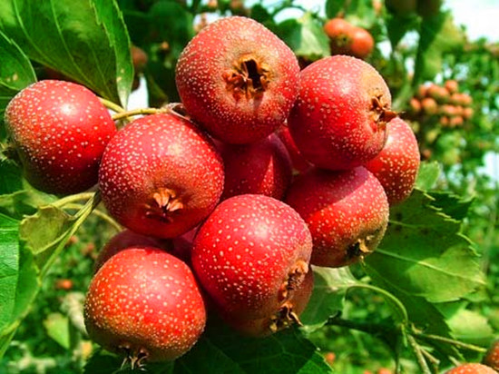 ����Ϲ���ժ�� ��ĩ������(l��i)����