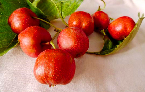 ����Ϲ���ժ�� ��ĩ������(l��i)����