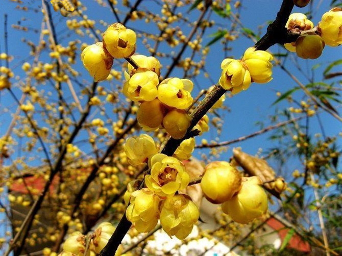 ������۳���D÷�Ļ���(ji��)ʢ���_Ļ������