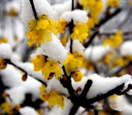 ������۳���D÷�Ļ���(ji��)ʢ���_Ļ������