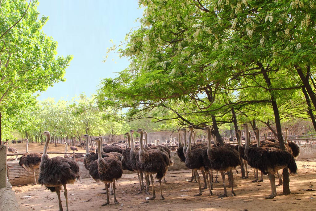 �r�B�@�e�k�̶����׏R���gӭ��