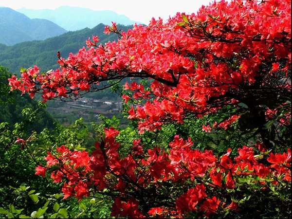 ���κ�ȥ̎ 18���е�ɽ���x���]