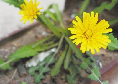 ��������Ұ��ȥ���� ���ݲ��ھ�·�D����