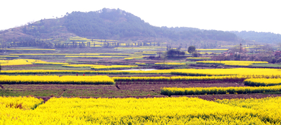 ���Ͳ˻������h(yu��n) �P�c�����ۺ����Լ����Ͳ˻���