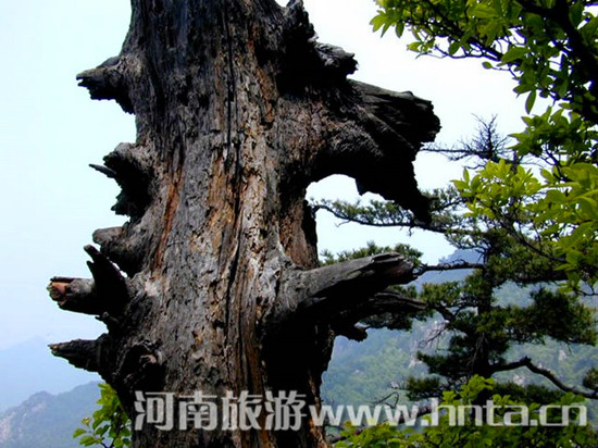 ꖴ����� ���ϵ�ɽ��ȥ̎